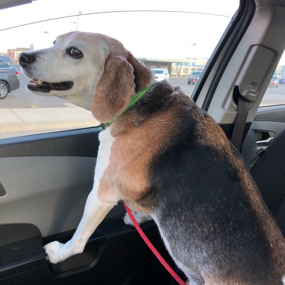 Meet your Posher, Marcelline - Picture 2 of 2